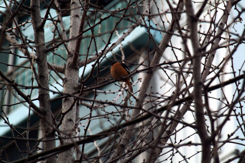 딱새 Phoenicurus auroreus (Daurian Redstart); DISPLAY FULL IMAGE.