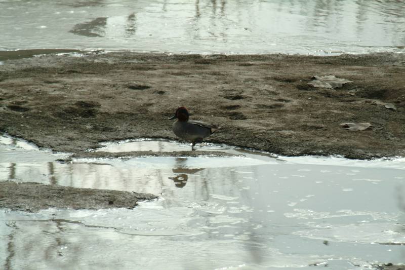 쇠오리 Anas crecca crecca (Common Teal); DISPLAY FULL IMAGE.