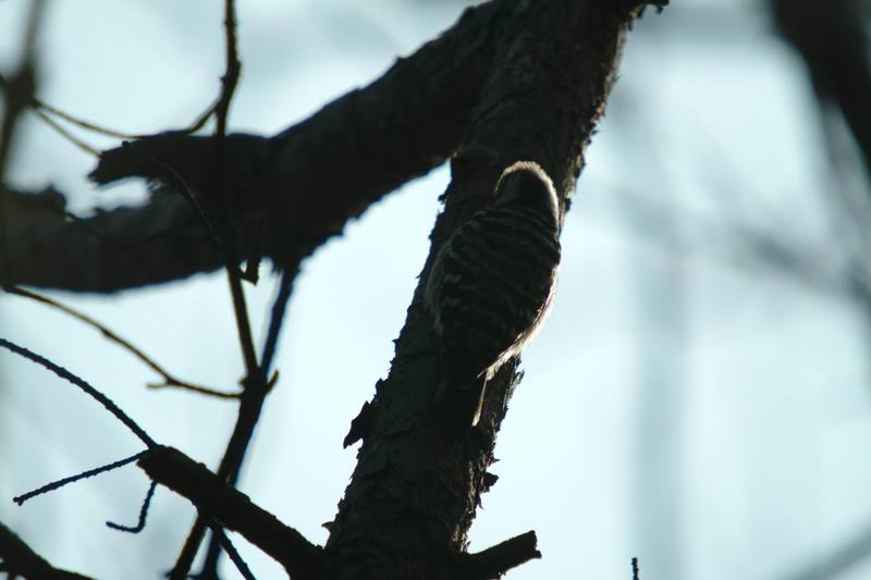 쇠딱다구리 Dendrocopos kizuki (Japanese Pygmy Woodpecker); DISPLAY FULL IMAGE.