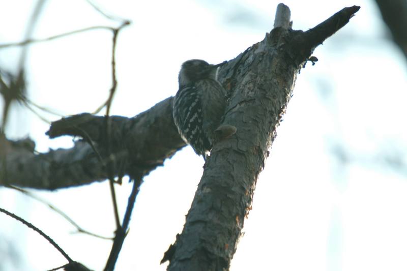 쇠딱다구리 Dendrocopos kizuki (Japanese Pygmy Woodpecker); DISPLAY FULL IMAGE.