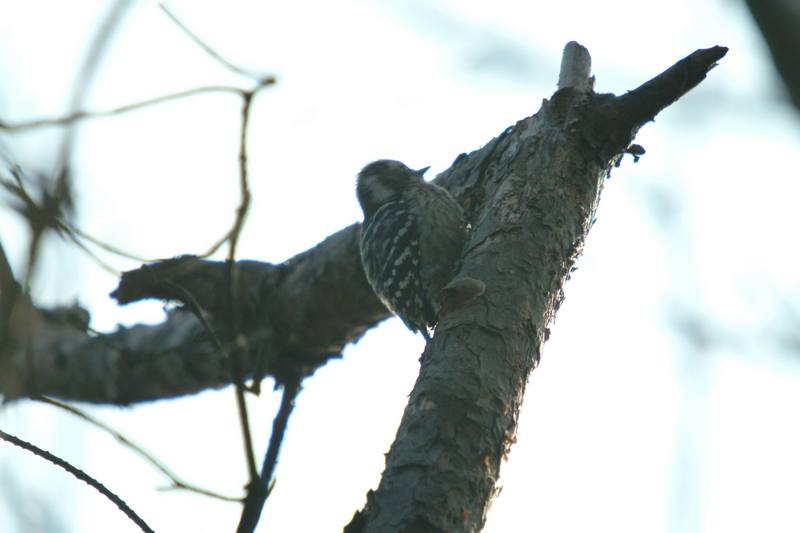 쇠딱다구리 Dendrocopos kizuki (Japanese Pygmy Woodpecker); DISPLAY FULL IMAGE.