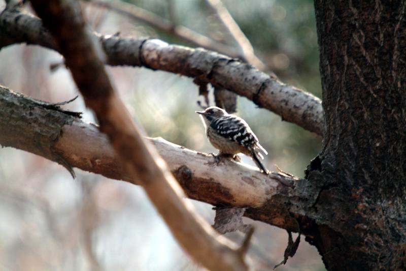 쇠딱다구리 Dendrocopos kizuki (Japanese Pygmy Woodpecker); DISPLAY FULL IMAGE.