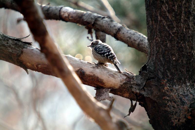 쇠딱다구리 Dendrocopos kizuki (Japanese Pygmy Woodpecker); DISPLAY FULL IMAGE.