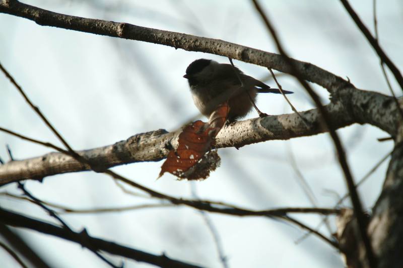 쇠박새 Parus palustris (Marsh Tit); DISPLAY FULL IMAGE.