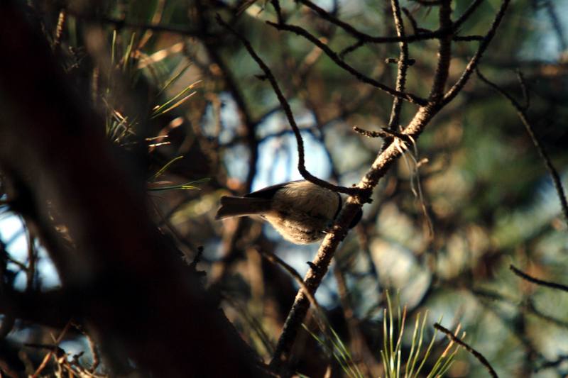 쇠박새 Parus palustris (Marsh Tit); DISPLAY FULL IMAGE.