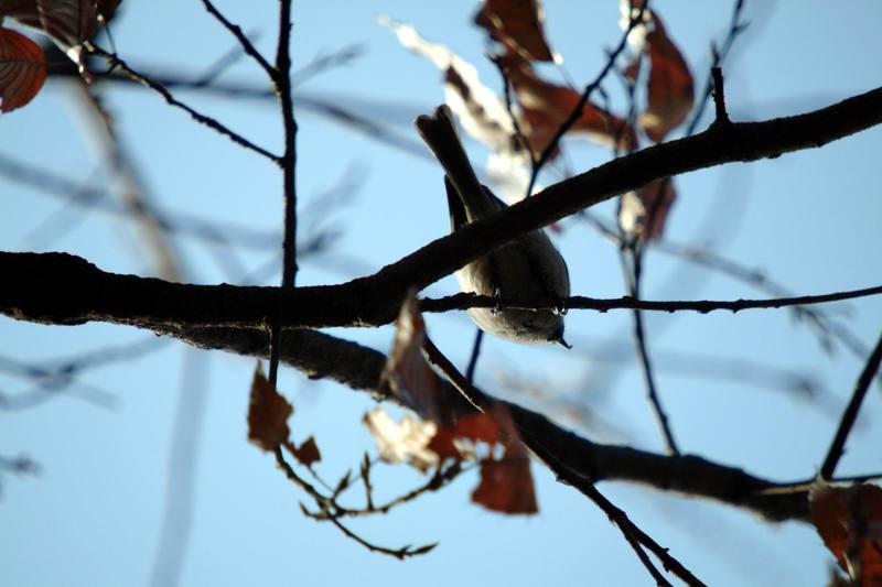 쇠박새 Parus palustris (Marsh Tit); DISPLAY FULL IMAGE.