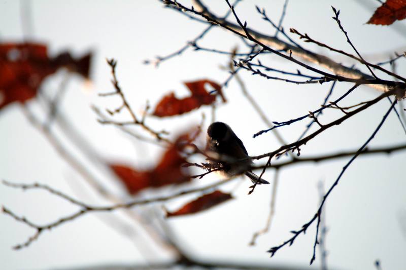 쇠박새 Parus palustris (Marsh Tit); DISPLAY FULL IMAGE.