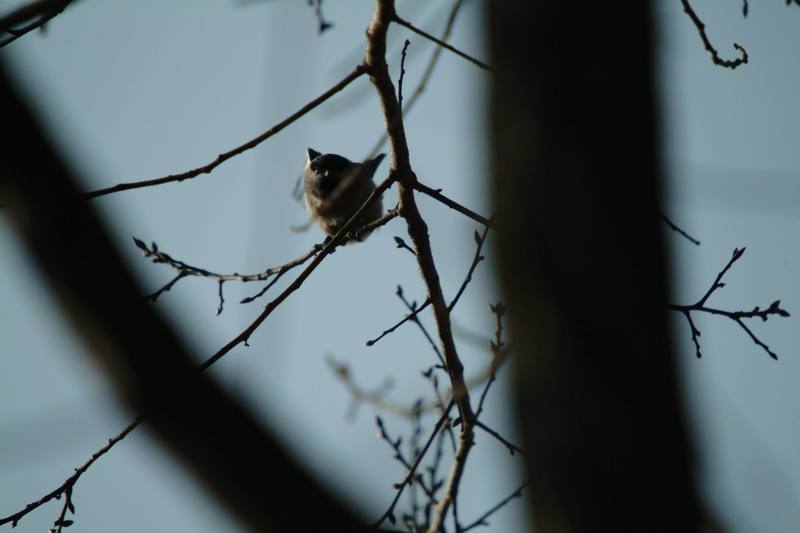 쇠박새 Parus palustris (Marsh Tit); DISPLAY FULL IMAGE.