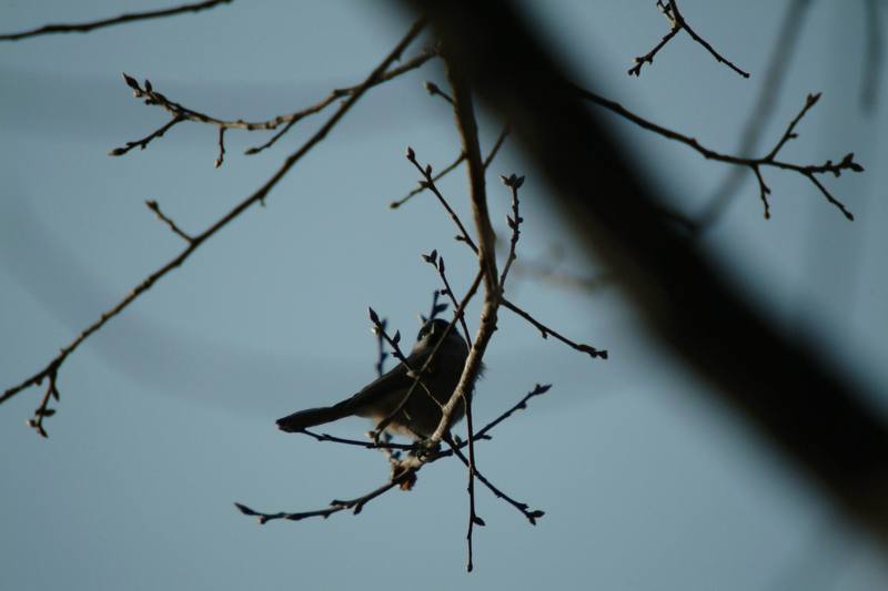 쇠박새 Parus palustris (Marsh Tit); DISPLAY FULL IMAGE.