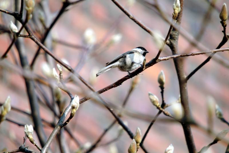 쇠박새 Parus palustris (Marsh Tit); DISPLAY FULL IMAGE.