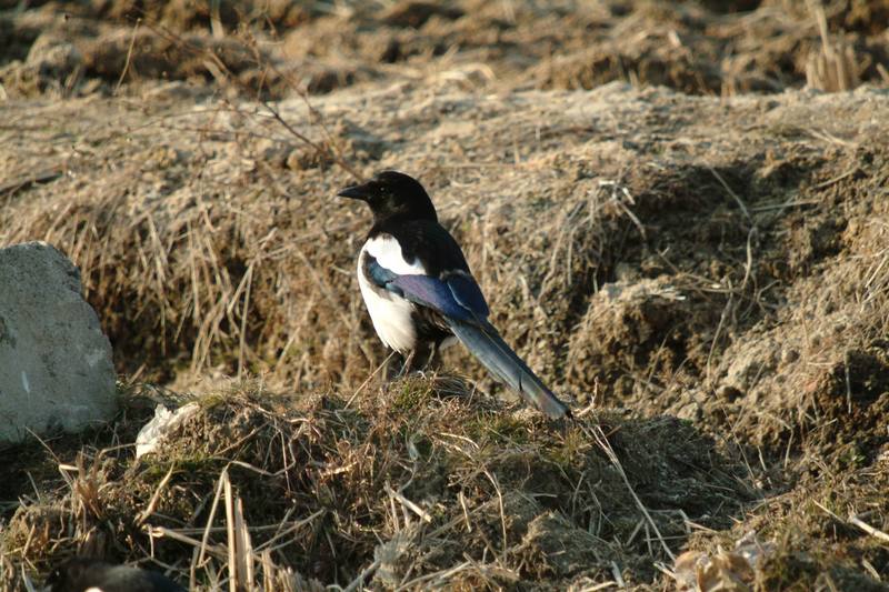까치 Pica pica (Black-billed Magpie); DISPLAY FULL IMAGE.