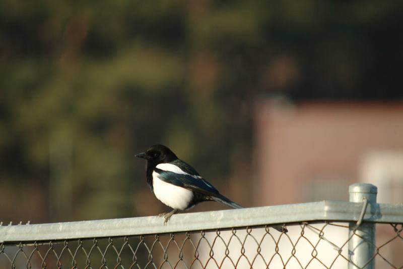 까치 Pica pica (Black-billed Magpie); DISPLAY FULL IMAGE.