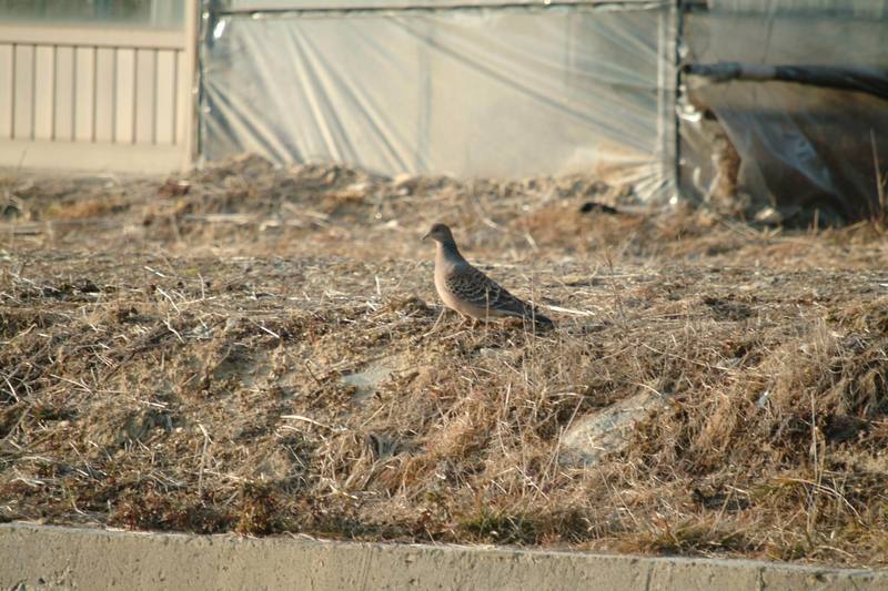 멧비둘기 Streptopelia orientalis (Oriental Turtle Dove); DISPLAY FULL IMAGE.