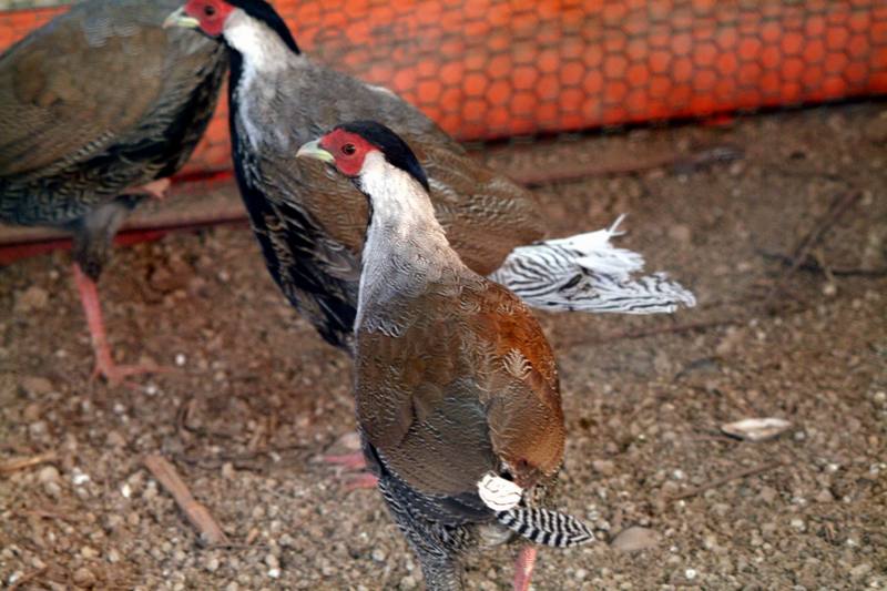 백한 Lophura nycthemera (Silver Pheasant); DISPLAY FULL IMAGE.