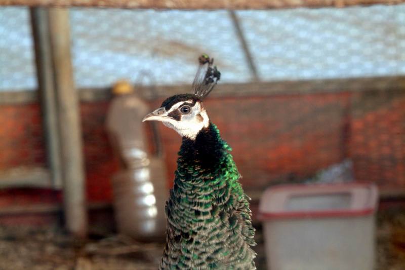 인도공작(印度孔雀) Pavo cristatus (Blue Indian Peafowl); DISPLAY FULL IMAGE.