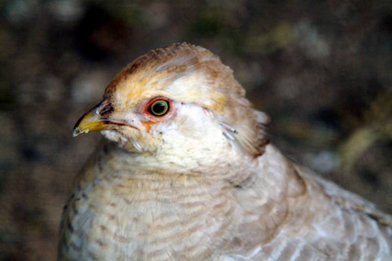 이름모를 꿩종류 --> 황금계(黃金鷄) Chrysolophus pictus (Yellow Golden Pheasant juvenile); DISPLAY FULL IMAGE.