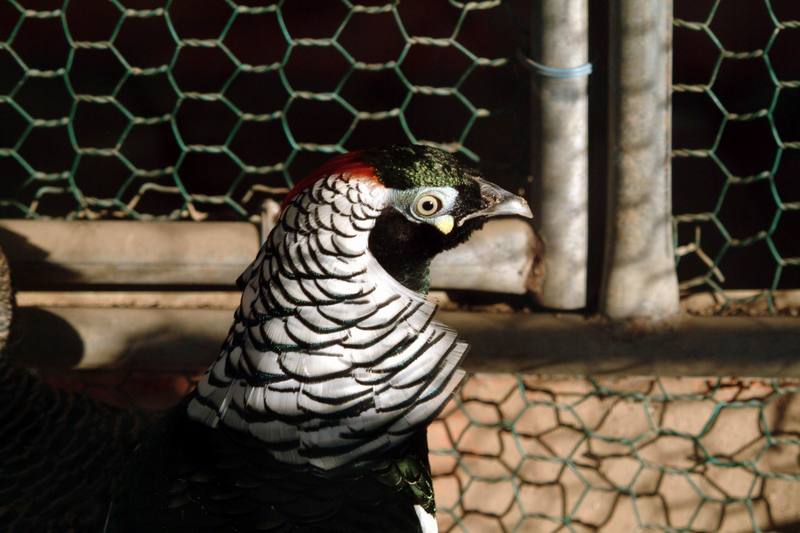 은계(銀鷄) Chrysolophus amherstiae (Lady Amherst's Pheasant); DISPLAY FULL IMAGE.