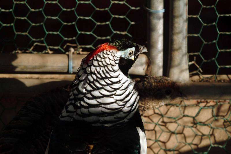 은계(銀鷄) Chrysolophus amherstiae (Lady Amherst's Pheasant); DISPLAY FULL IMAGE.