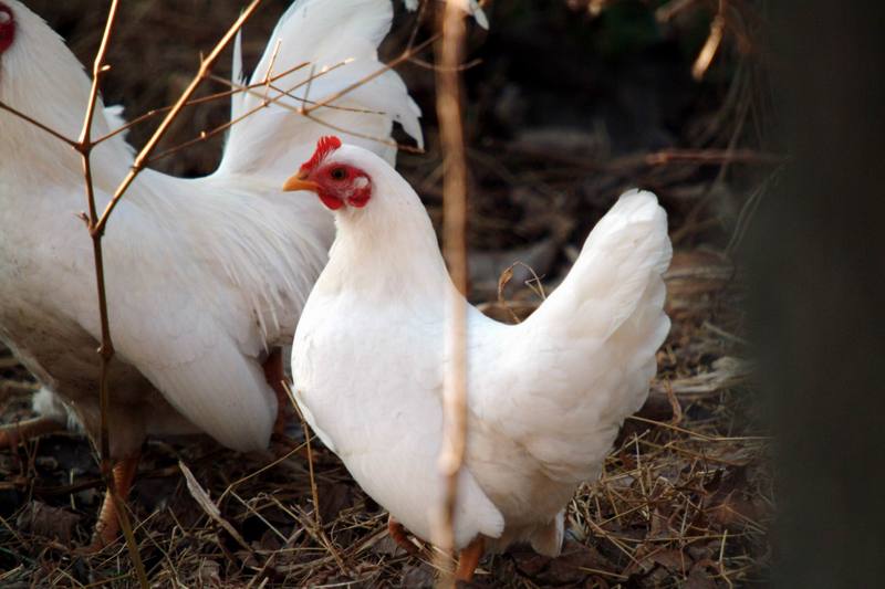 흰닭(백자보) Gallus gallus domesticus (Domestic Chicken); DISPLAY FULL IMAGE.