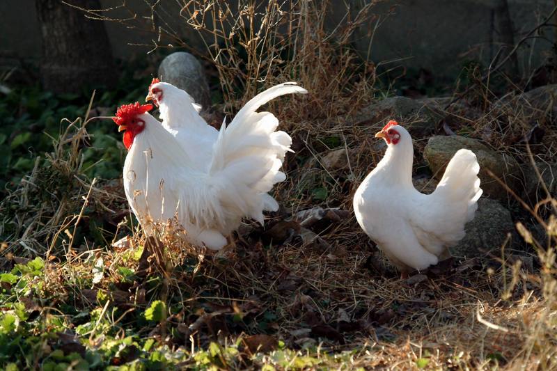 흰닭(백자보) Gallus gallus domesticus (Domestic Chicken); DISPLAY FULL IMAGE.