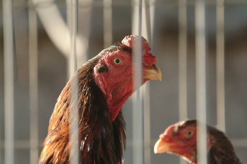 닭 Gallus gallus domesticus (Domestic Chicken) --> 샤모,한두 (Siamese Gamecock); DISPLAY FULL IMAGE.
