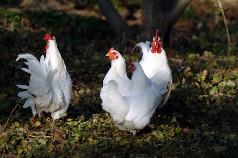 흰닭(백자보) Gallus gallus domesticus (Domestic Chicken); DISPLAY FULL IMAGE.