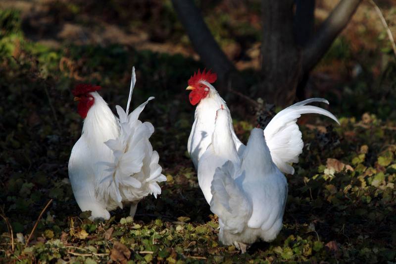 흰닭(백자보) Gallus gallus domesticus (Domestic Chicken); DISPLAY FULL IMAGE.