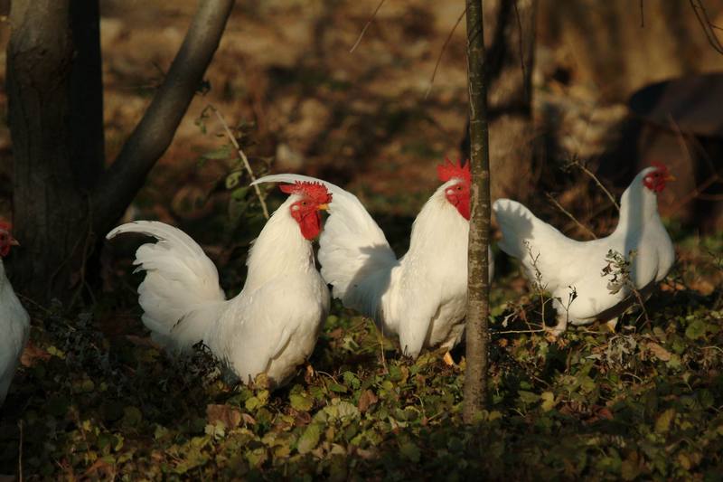 흰닭(백자보) Gallus gallus domesticus (Domestic Chicken); DISPLAY FULL IMAGE.