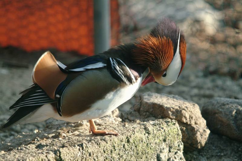 원앙(鴛鴦) Aix galericulata (Mandarin Duck); DISPLAY FULL IMAGE.
