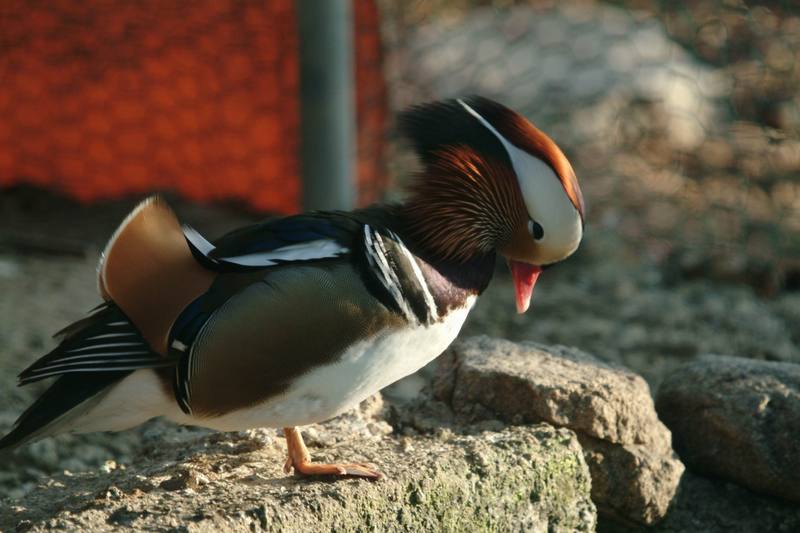 원앙(鴛鴦) Aix galericulata (Mandarin Duck); DISPLAY FULL IMAGE.