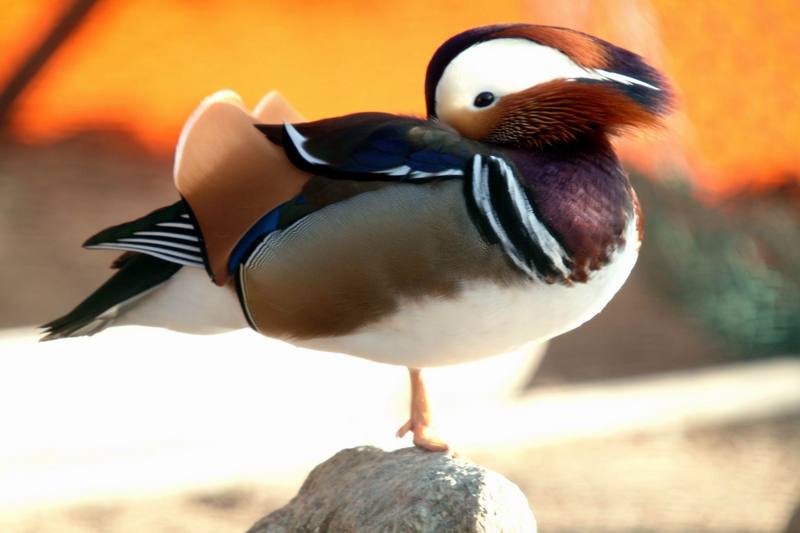 원앙(鴛鴦) Aix galericulata (Mandarin Duck); DISPLAY FULL IMAGE.