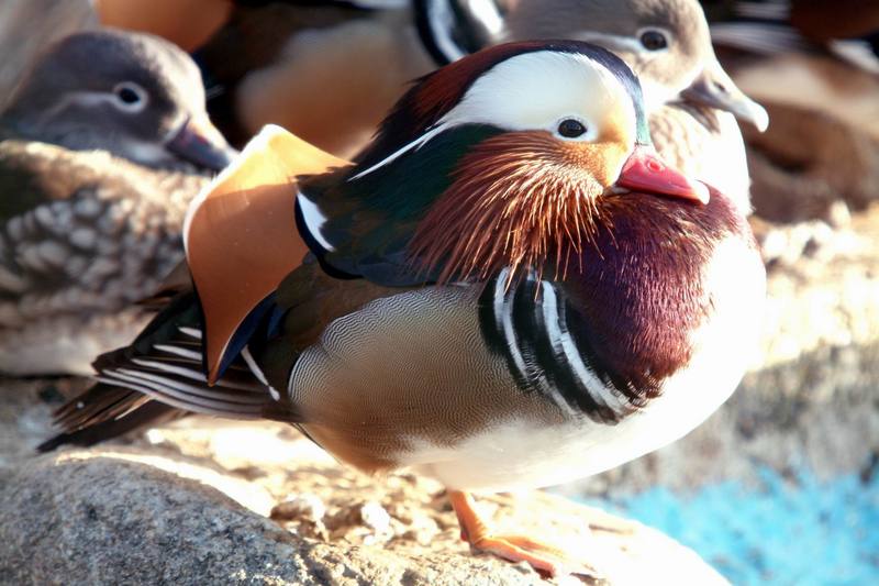 원앙(鴛鴦) Aix galericulata (Mandarin Duck); DISPLAY FULL IMAGE.