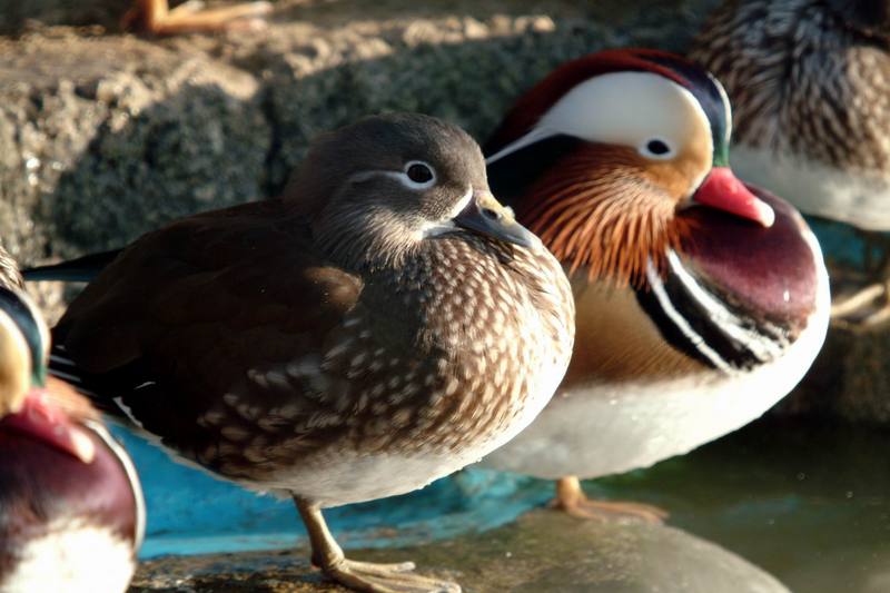 원앙(鴛鴦) Aix galericulata (Mandarin Duck); DISPLAY FULL IMAGE.