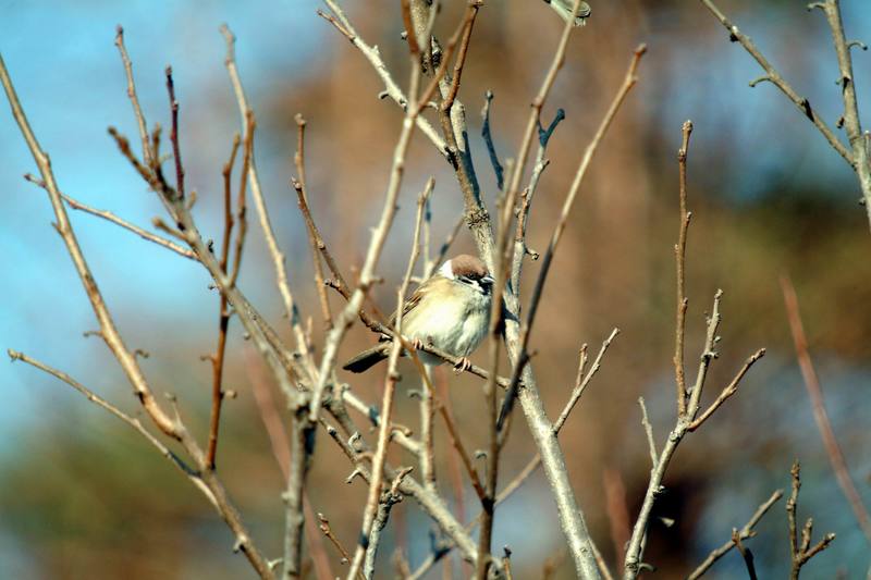참새 Passer montanus (Tree Sparrow); DISPLAY FULL IMAGE.