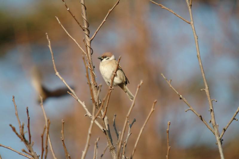 참새 Passer montanus (Tree Sparrow); DISPLAY FULL IMAGE.