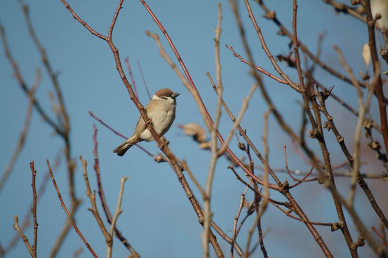 참새 Passer montanus (Tree Sparrow); DISPLAY FULL IMAGE.