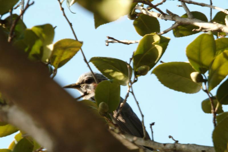직박구리 Ixos amaurotis (Brown-eared Bulbul); DISPLAY FULL IMAGE.