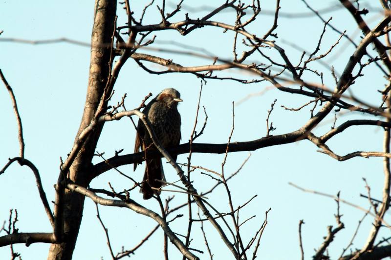 직박구리 Ixos amaurotis (Brown-eared Bulbul); DISPLAY FULL IMAGE.