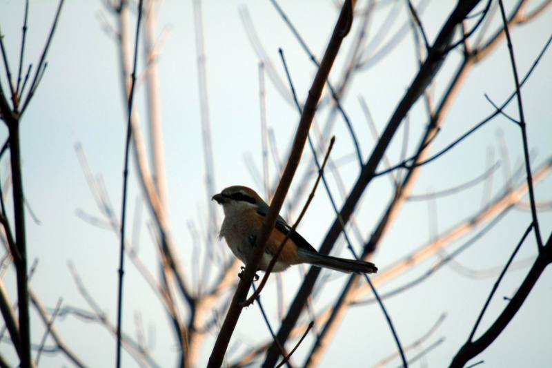 때까치 Lanius bucephalus (Bull-headed Shrike); DISPLAY FULL IMAGE.