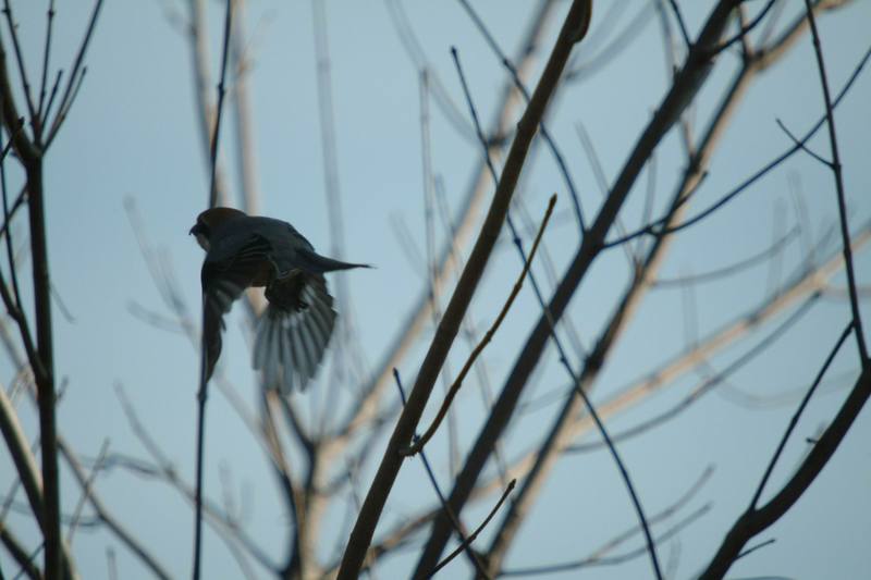 때까치 Lanius bucephalus (Bull-headed Shrike); DISPLAY FULL IMAGE.