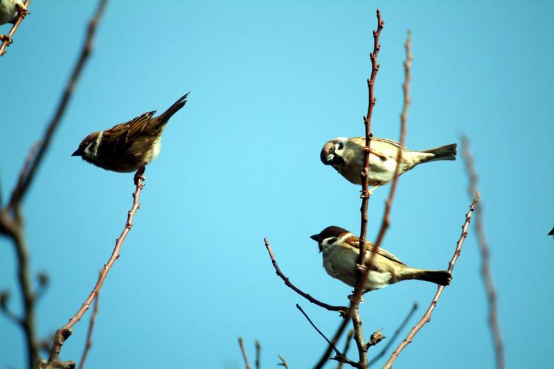 참새떼 Passer montanus (Tree Sparrow); DISPLAY FULL IMAGE.