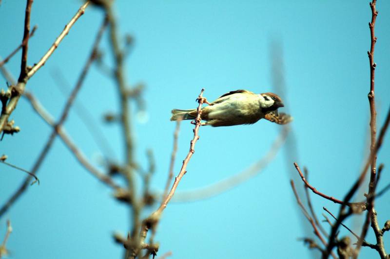 참새 Passer montanus (Tree Sparrow); DISPLAY FULL IMAGE.