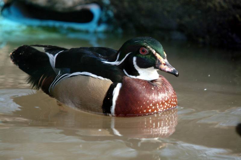 아메리카원앙 Aix sponsa (Wood Duck); DISPLAY FULL IMAGE.