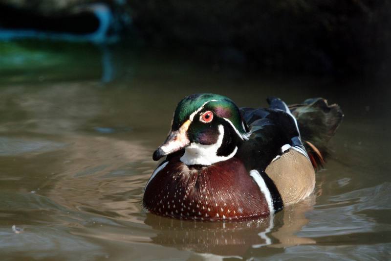 아메리카원앙 Aix sponsa (Wood Duck); DISPLAY FULL IMAGE.