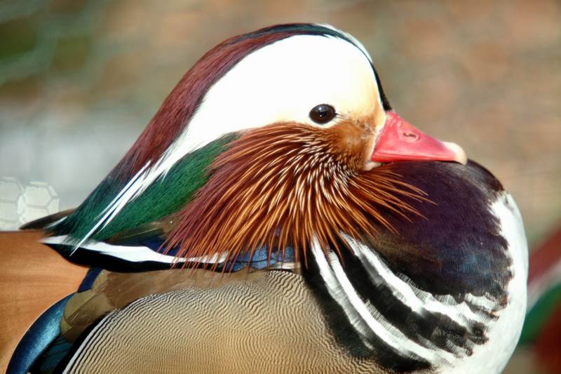 원앙(鴛鴦) Aix galericulata (Mandarin Duck); DISPLAY FULL IMAGE.