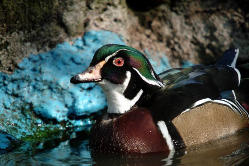 아메리카원앙 Aix sponsa (Wood Duck); DISPLAY FULL IMAGE.
