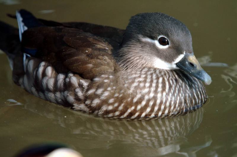 원앙(鴛鴦)암컷 Aix galericulata (Mandarin Duck); DISPLAY FULL IMAGE.