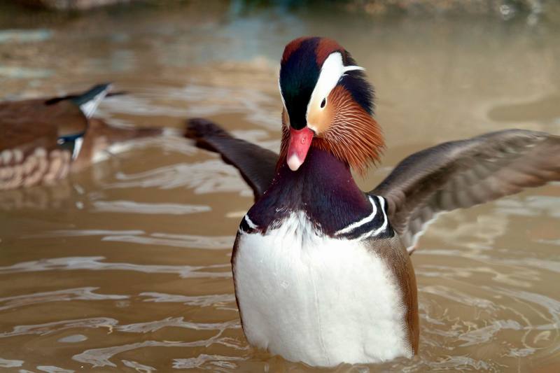 원앙(鴛鴦)수컷 Aix galericulata (Mandarin Duck); DISPLAY FULL IMAGE.