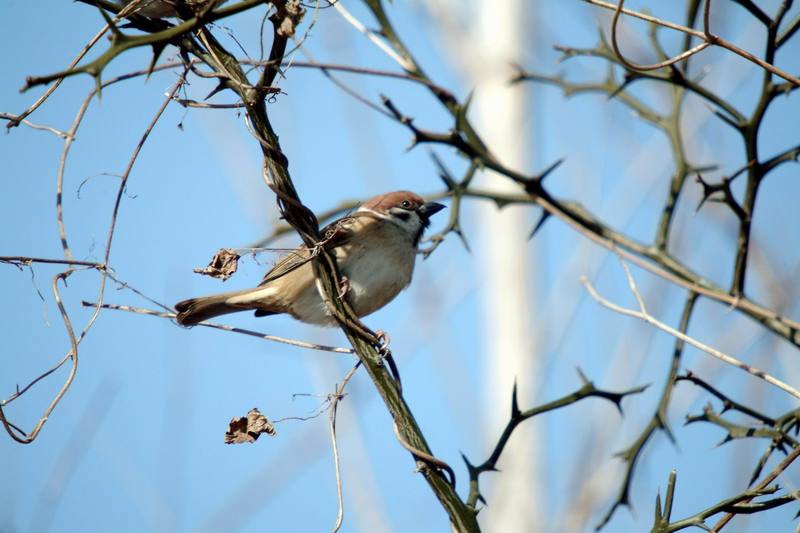 참새 Passer montanus (Tree Sparrow); DISPLAY FULL IMAGE.