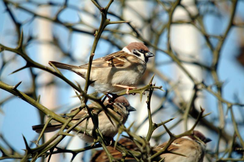 참새 Passer montanus (Tree Sparrow); DISPLAY FULL IMAGE.